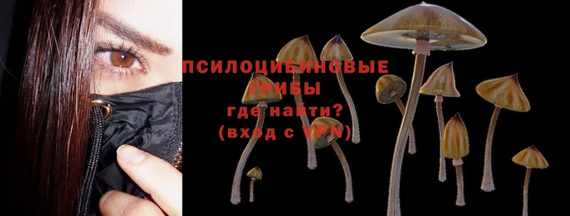 купить наркотики сайты  Новосиль  Галлюциногенные грибы Cubensis 